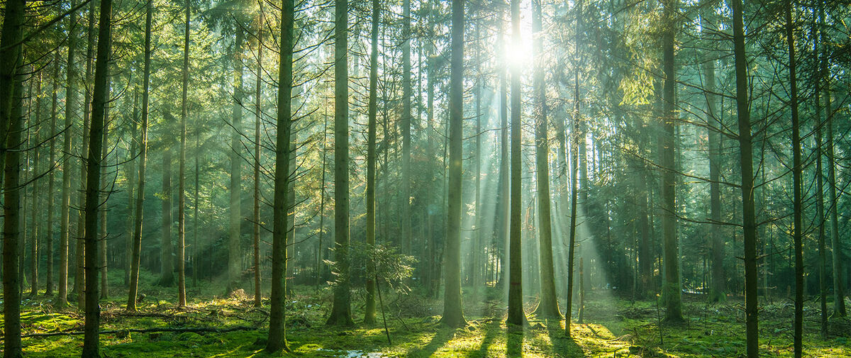 Towards eco-efficient forestry_header image